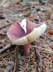 Russula queletii