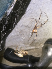 Latrodectus geometricus