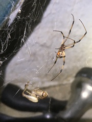 Latrodectus geometricus
