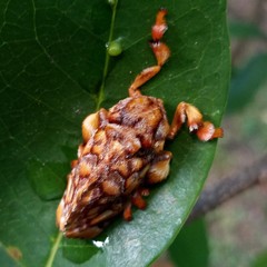 Phobetron hipparchia