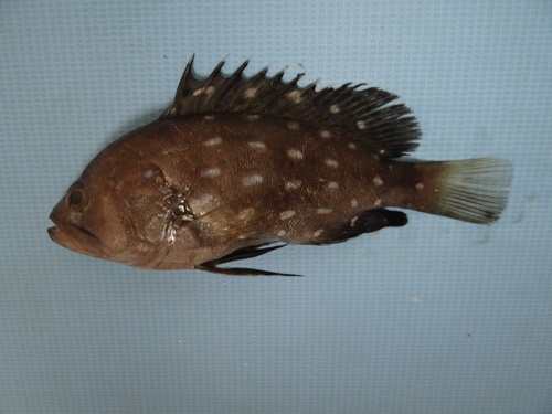 Snowy grouper (Hyporthodus niphobles) — Serranidae — 5