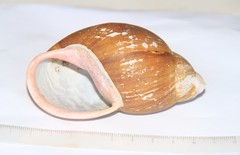 Megalobulimus sanctaepauli