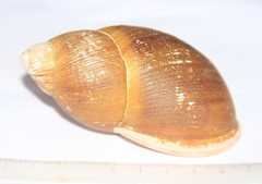 Megalobulimus sanctaepauli