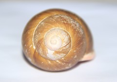 Megalobulimus sanctaepauli
