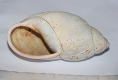 Megalobulimus haemastomus