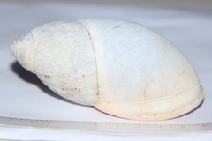 Megalobulimus haemastomus