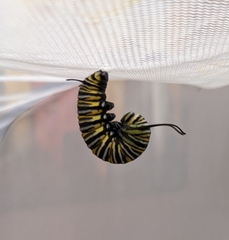 Danaus plexippus