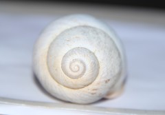 Megalobulimus haemastomus