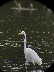 Ardea alba