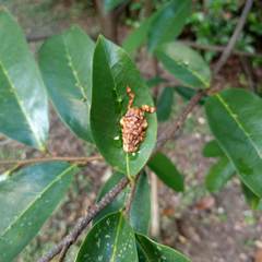 Phobetron hipparchia