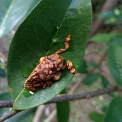 Phobetron hipparchia