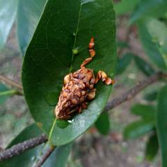 Phobetron hipparchia