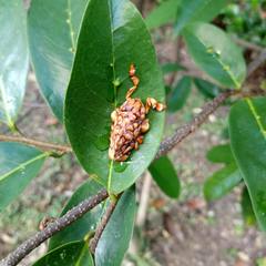 Phobetron hipparchia