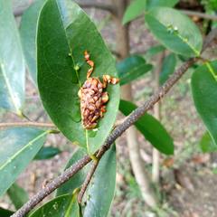 Phobetron hipparchia