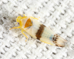 Empoa gillettei