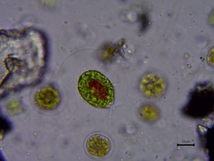 Haematococcus lacustris