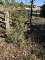 Dodonaea viscosa cuneata