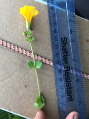 Erythranthe tilingii