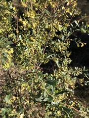 Dodonaea viscosa cuneata