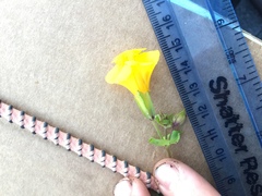 Erythranthe tilingii