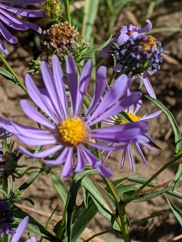Image of Symphyotrichum spathulatum by (c) David Anderson, some rights reserved (CC BY)