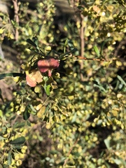 Dodonaea viscosa cuneata