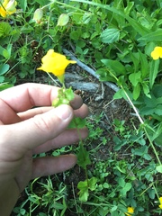 Erythranthe tilingii