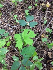 Stylophorum diphyllum