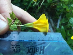 Erythranthe tilingii