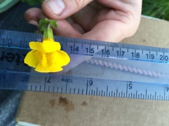 Erythranthe tilingii