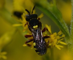 Nomada placida