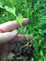 Erythranthe tilingii