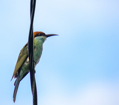 Merops americanus
