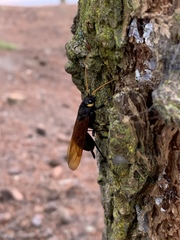 Urocerus californicus