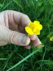 Erythranthe tilingii