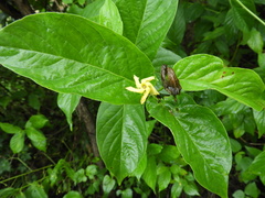 Mandevilla foliosa