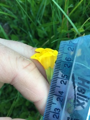 Erythranthe tilingii