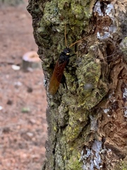 Urocerus californicus