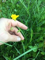 Erythranthe tilingii