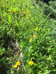 Erythranthe tilingii