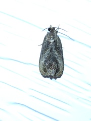 Olethreutes inornatana