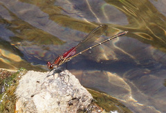 Hetaerina americana