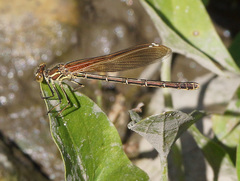 Hetaerina americana