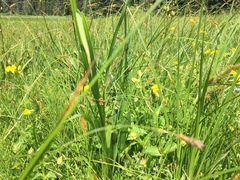 Erythranthe tilingii