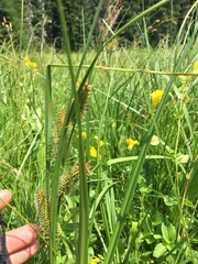 Erythranthe tilingii