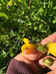 Erythranthe tilingii