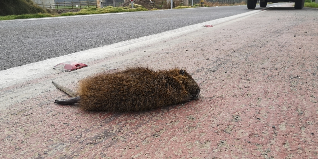 Myocastor coypus coypus