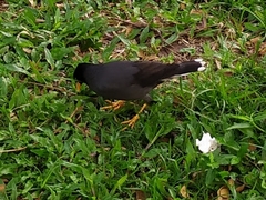 Acridotheres javanicus