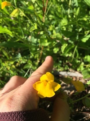 Erythranthe tilingii