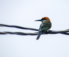 Merops americanus